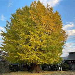 坂戸西福寺のイチョウ