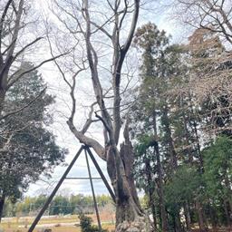 鷲神社のケヤキ