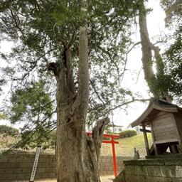 臼井台稲荷神社のカヤ