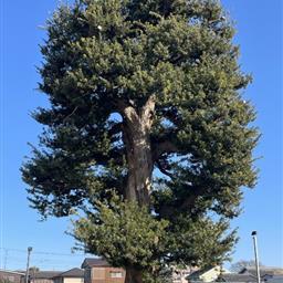 印旛郡役所跡のイヌマキ