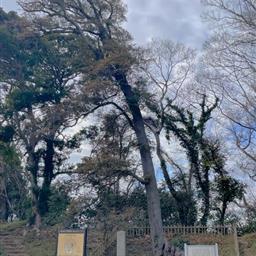 佐倉城の夫婦モッコク