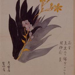 桔梗